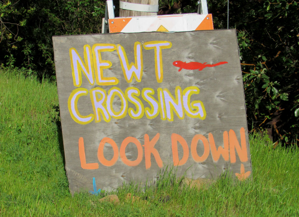 Newt Crossing Sign